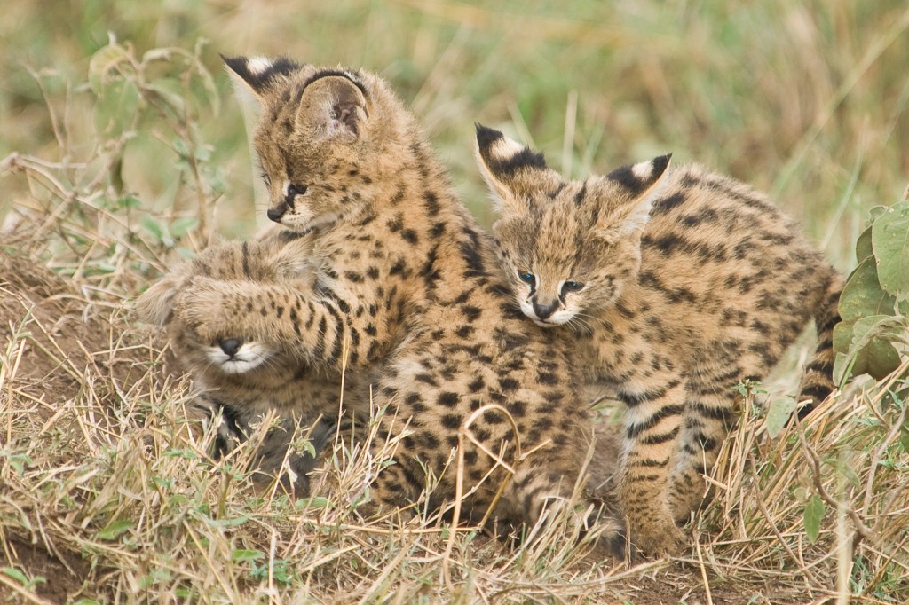 Serval kittens, kittens playing, termite mound
