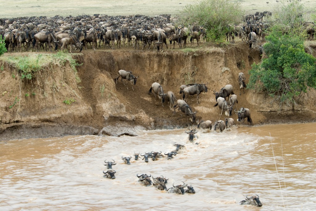 Wildebeest migration across crocodile filled river, Kenya Africa