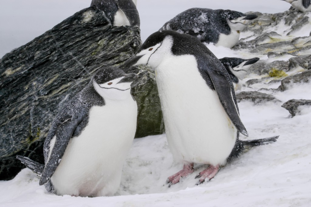 Chinstrap penguin pair, Antarctica