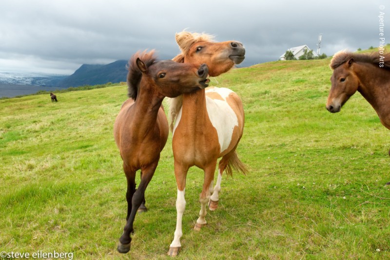 Icelandic horses at old farmhouse, Snæfellsnes Peninsula