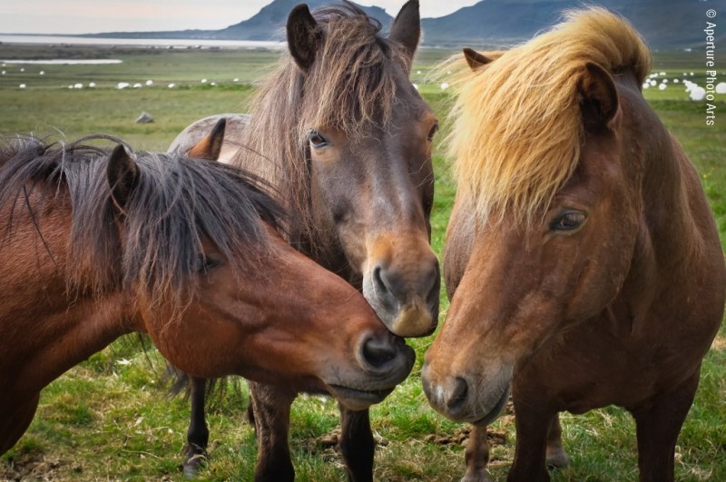 All for one. Icelandic horses