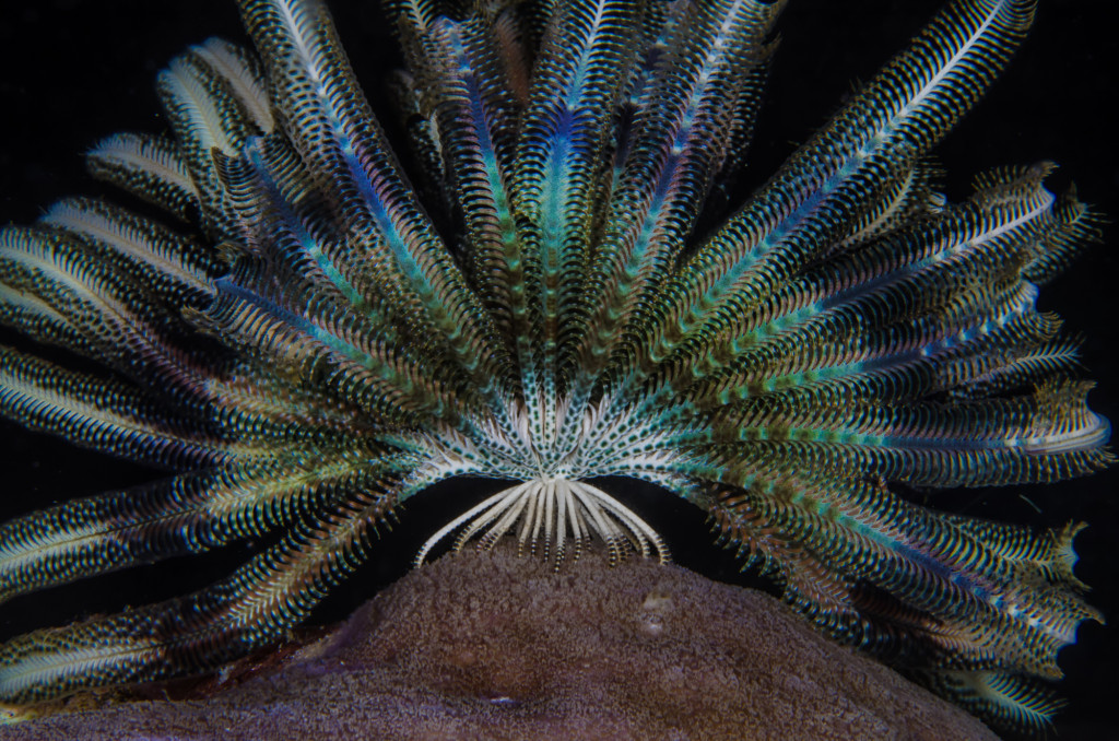 Colorful (peacock)  crinoid on hard coral, Indonesia
