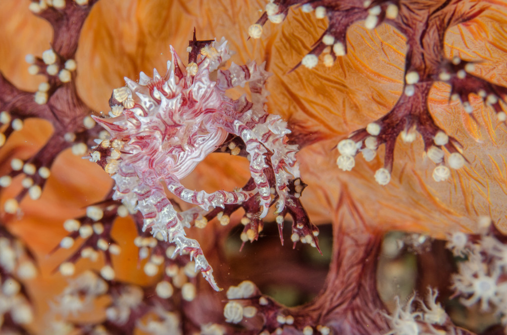 Candy Crab on soft coral, Raja Ampa
