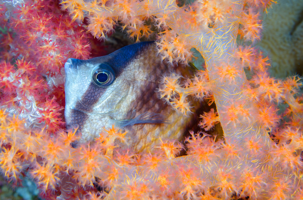 201403 Raja Ampat SE