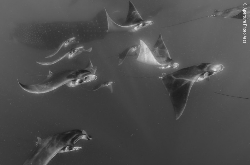 Isla Mujeres, Mobula rays Whalesharks Steve Eilenberg 2013 (35 Of 64)