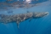 Isla Mujeres Whalesharks Steve Eilenberg 2013 (51 Of 64)