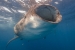 Isla Mujeres Whalesharks Steve Eilenberg 2013 (52 Of 64)