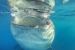 Isla Mujeres Whalesharks Steve Eilenberg 2013 (59 Of 64)