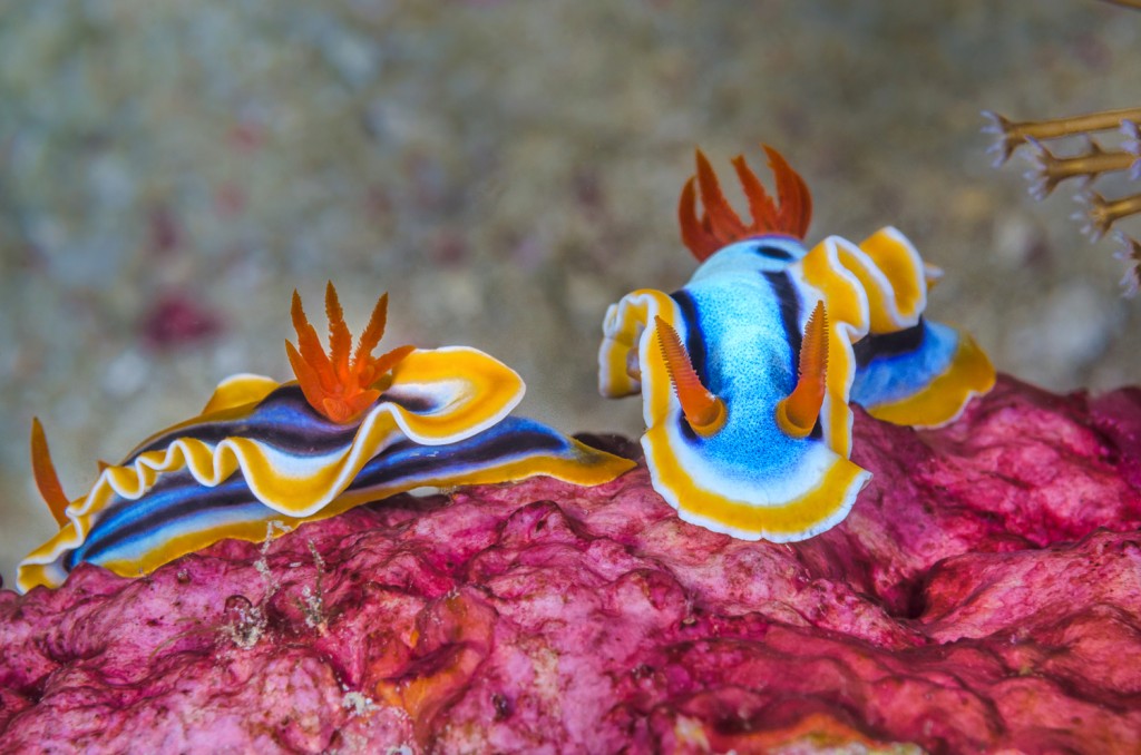 Colorful (chromidoris)  nudibranch pair on sponge, Indonesia