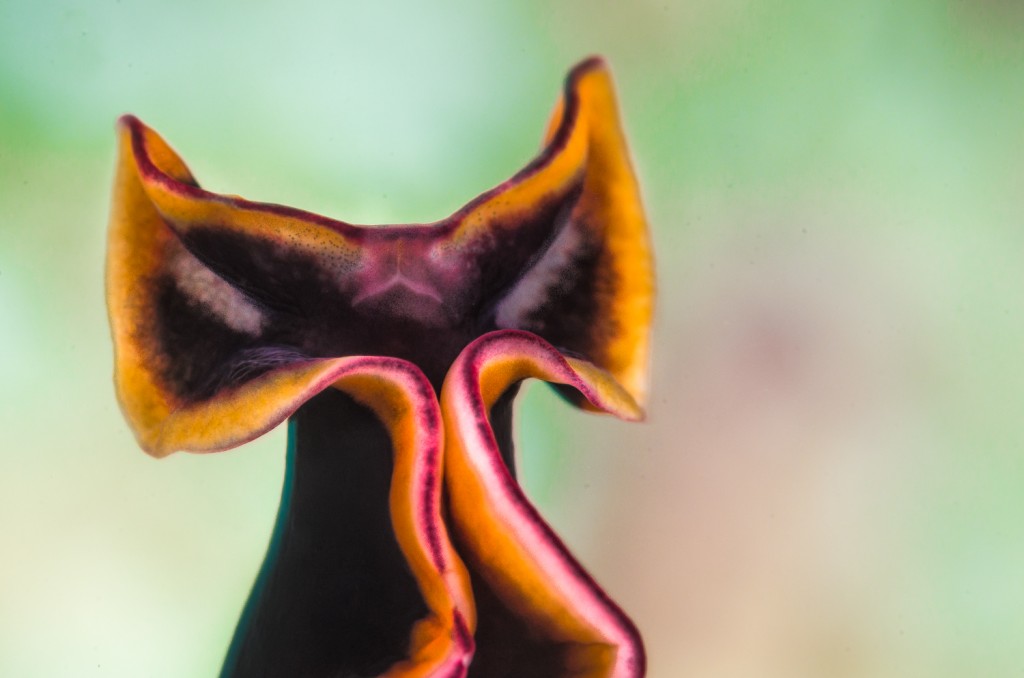 Yellow and black Flatworm face, Indonesia