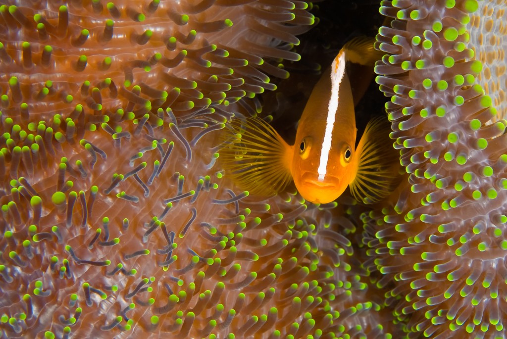 Skunk anemonefish in host anemone, Raja Ampat Indonesia