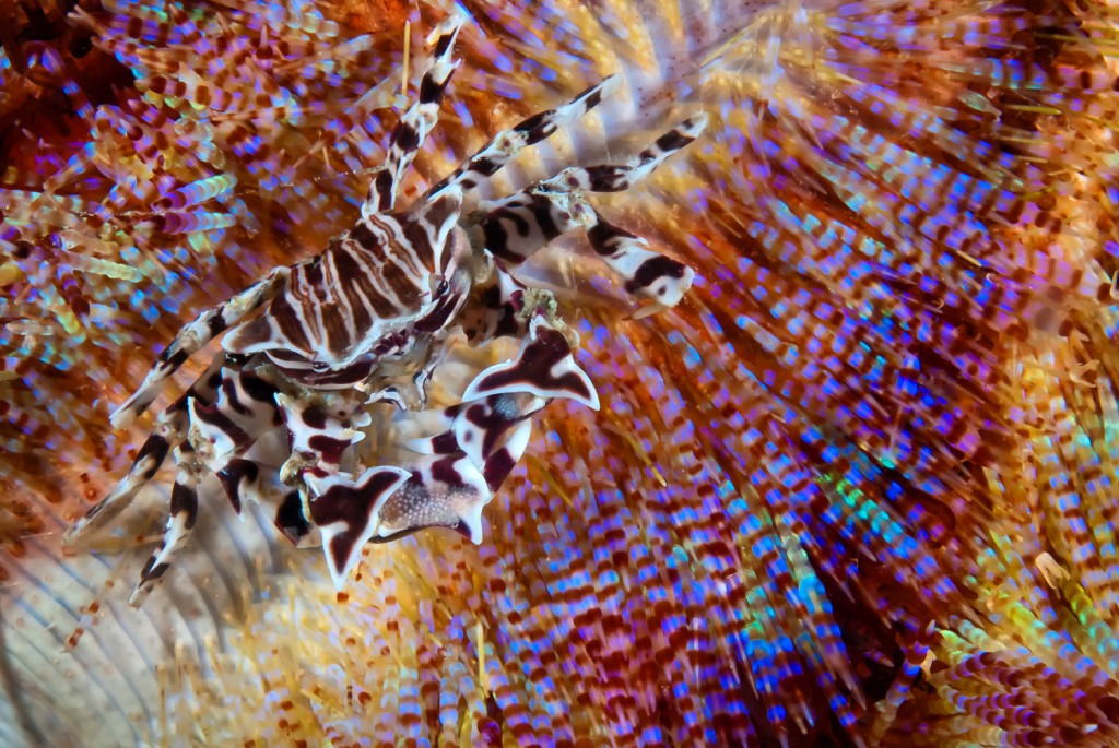 Zebra crab (with eggs) on fire urchin