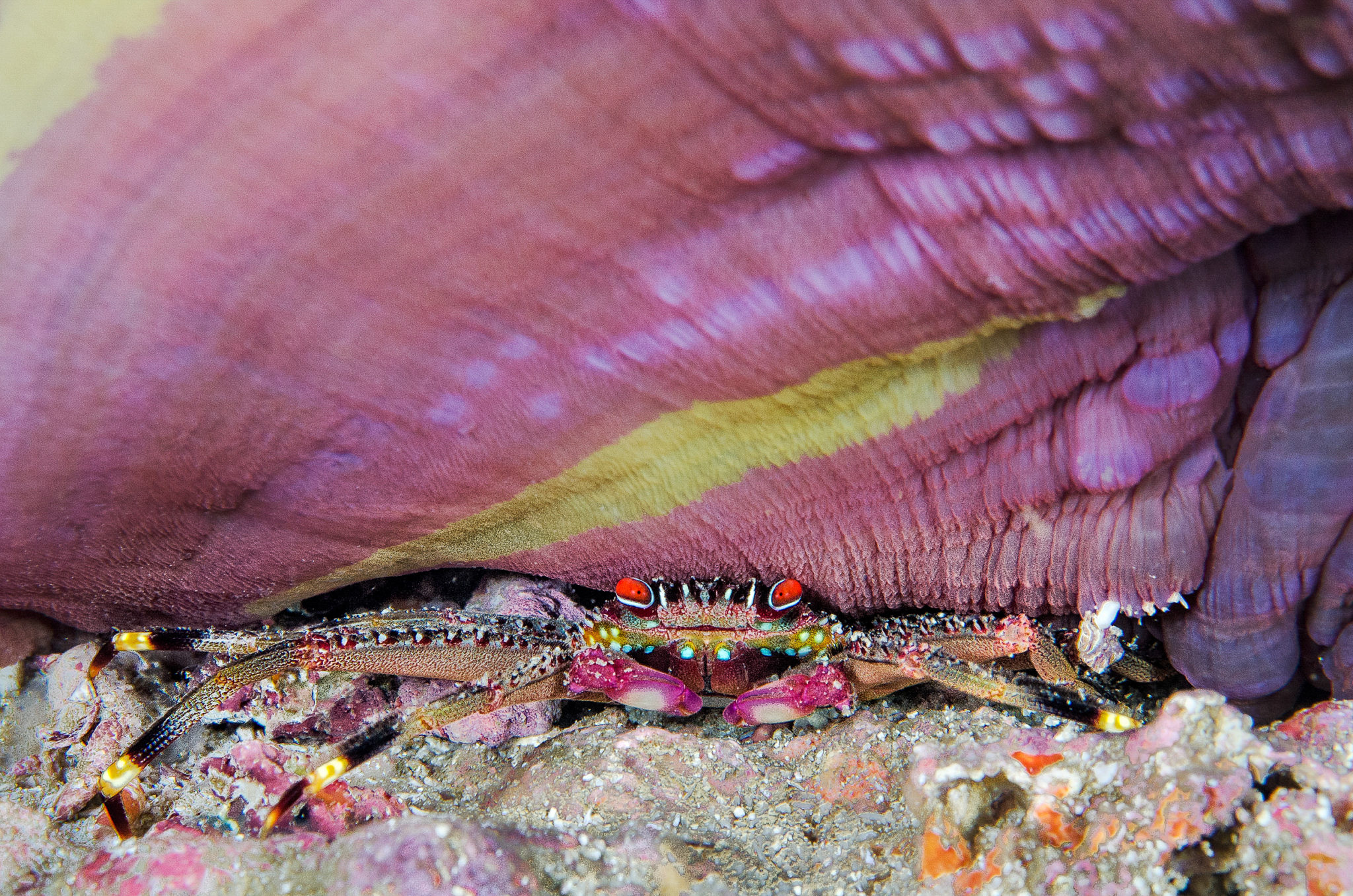 Colorful crab under anemone