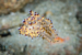 Freeswimming nudibranch, Indonesia