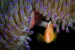 Skunk anemonefish with purple tipped anemone