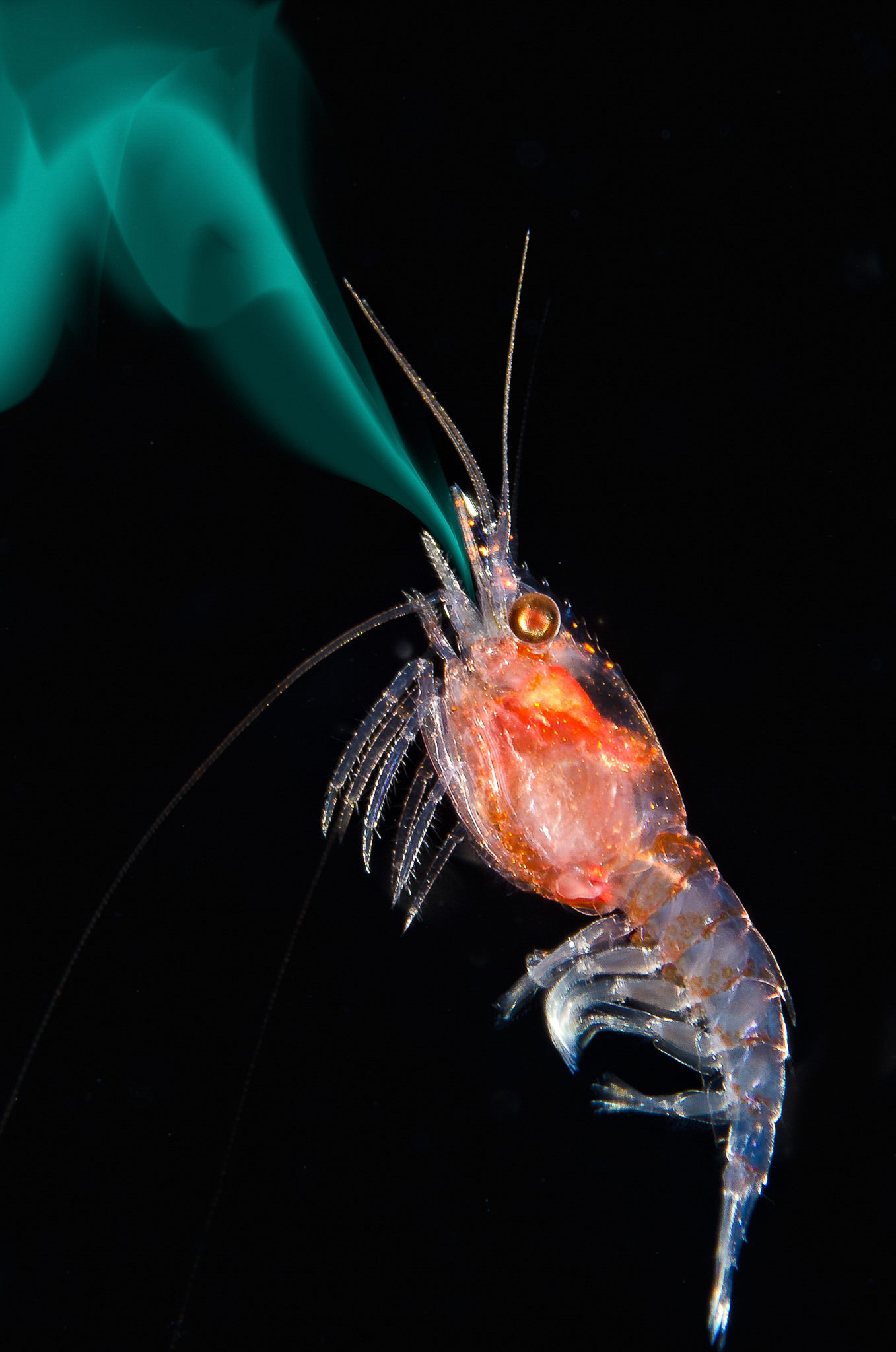 Tiny shrimp with bioluminescent jet