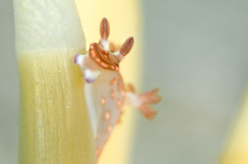 Golden nudibranch, Anilao Philippines