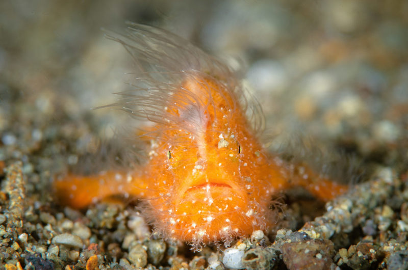 Tiny hairy orange frogfish, Anilao Philippines