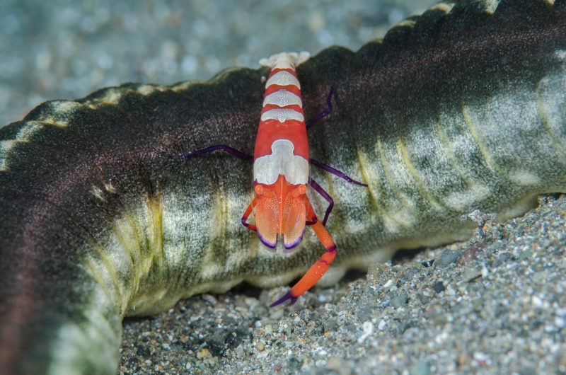 One clawed emperor shrimp on sea cucumber