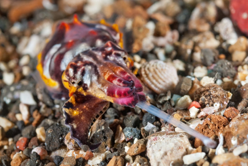 Flamboyant cuttlefish hunting