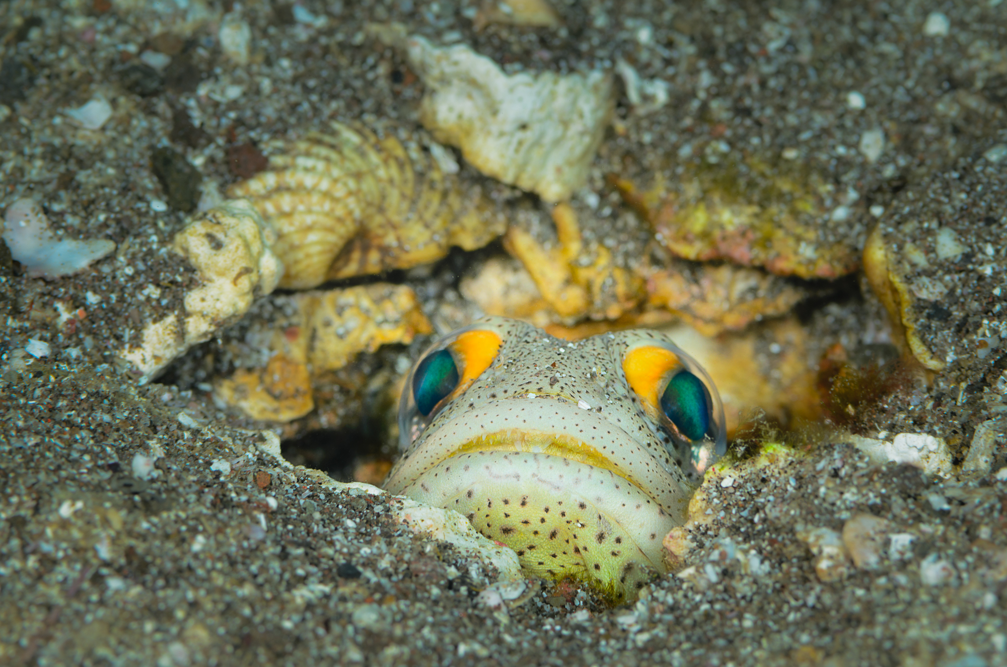 Fine Spotted Jawfish, Sea of Cortez