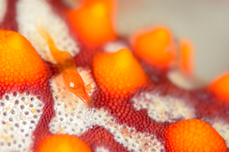 Orange shrimp on starfish, Sea of Cortez