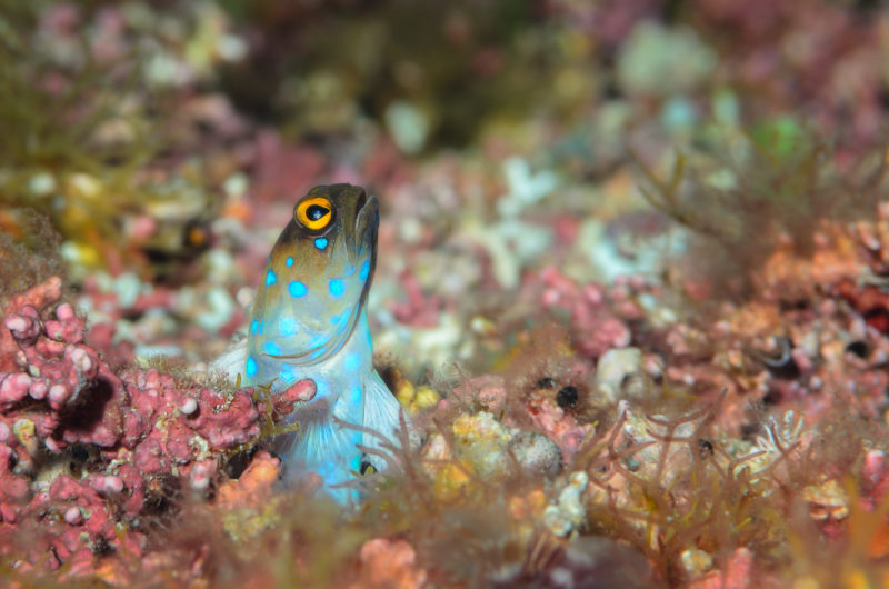 Blue spotted jaw fish in courtship, Sea of Cortez