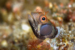 Brown spotted Blenny, Sea of Cortez