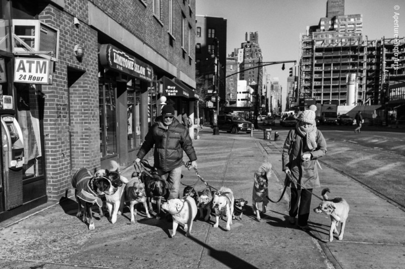 Dog walker couple and fares. NYC, NY