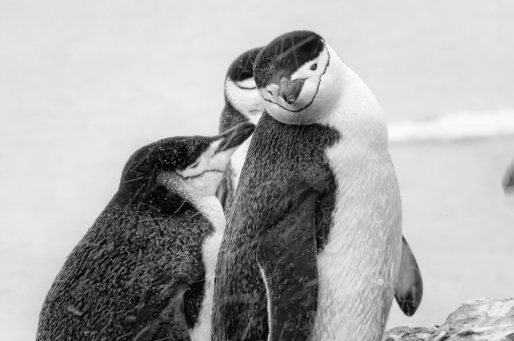 Chinstrap penguin trio, Antarctica