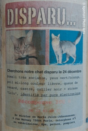 Lost cat, lost cat poster, paris, france