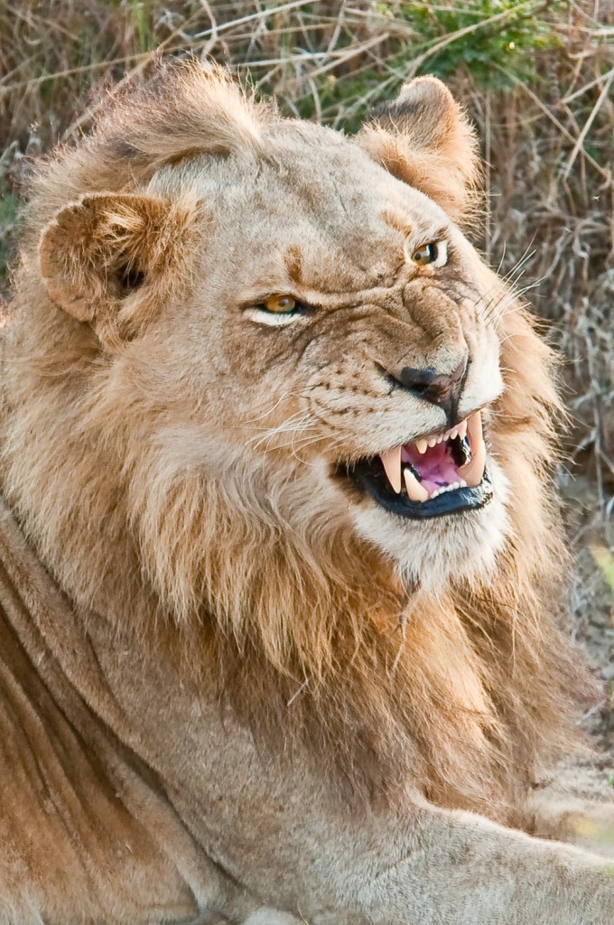 Lion growling, South Africa