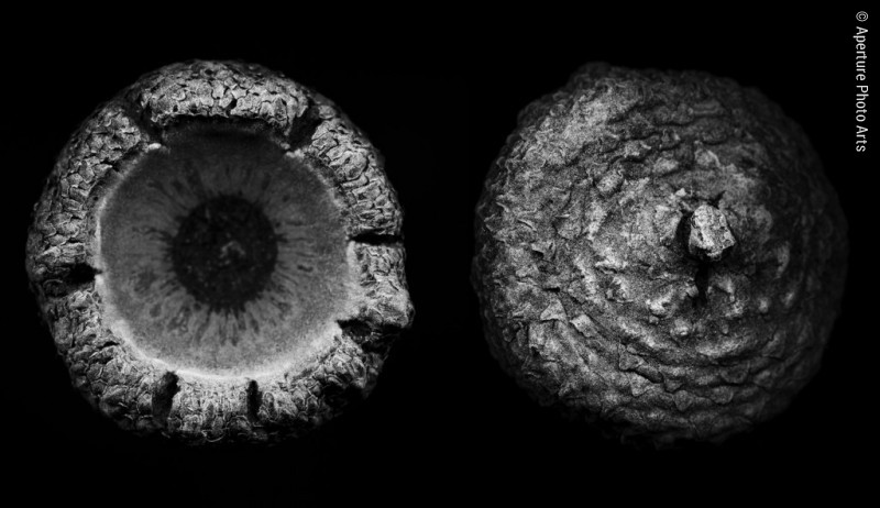 Acorn top, Julian California, Flatbed scan