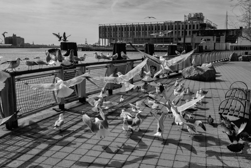 Sea gulls and pidgeons, NYC