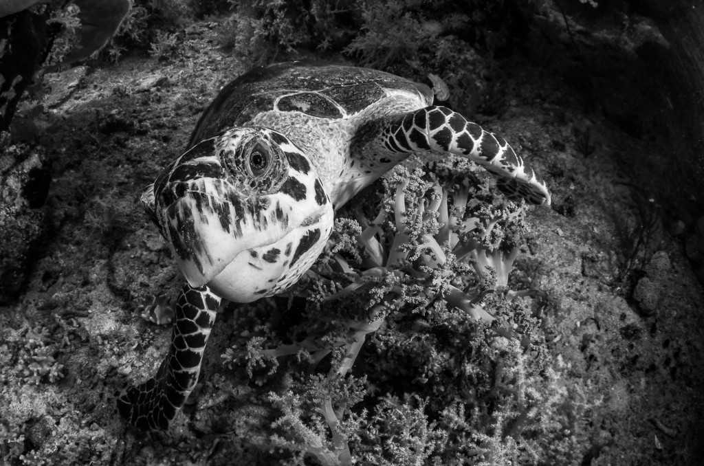 Hawksbill sea turtle, Indonesia   Black and white, B & W