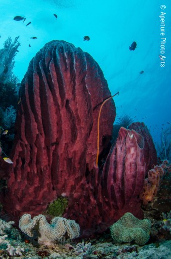 Red sponges, Raja Ampat SE