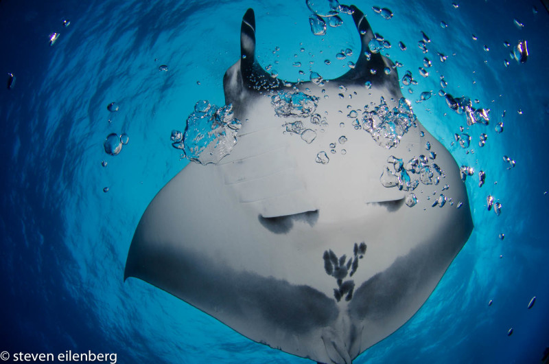 Oceanic manta ray, blowing bubbles