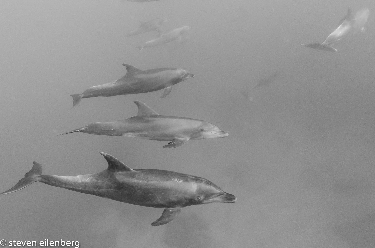 Dolphins at Isla San Bendicto, Socorro
