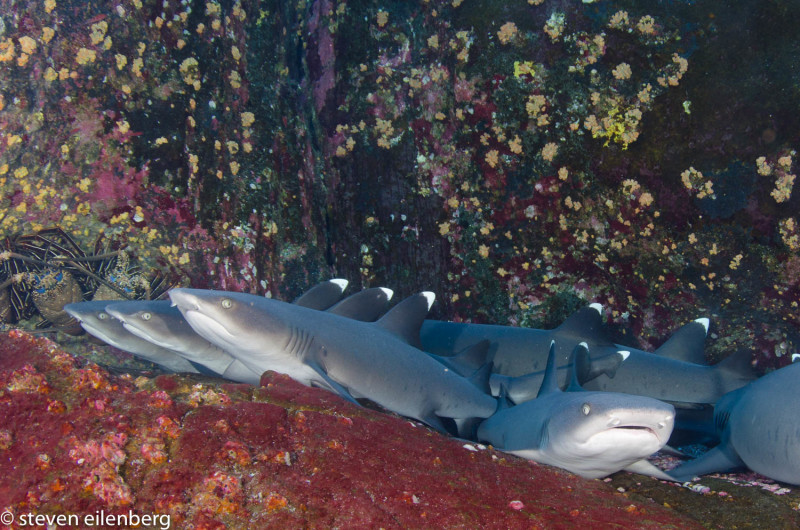 Whitetip reef sharks and lobsters