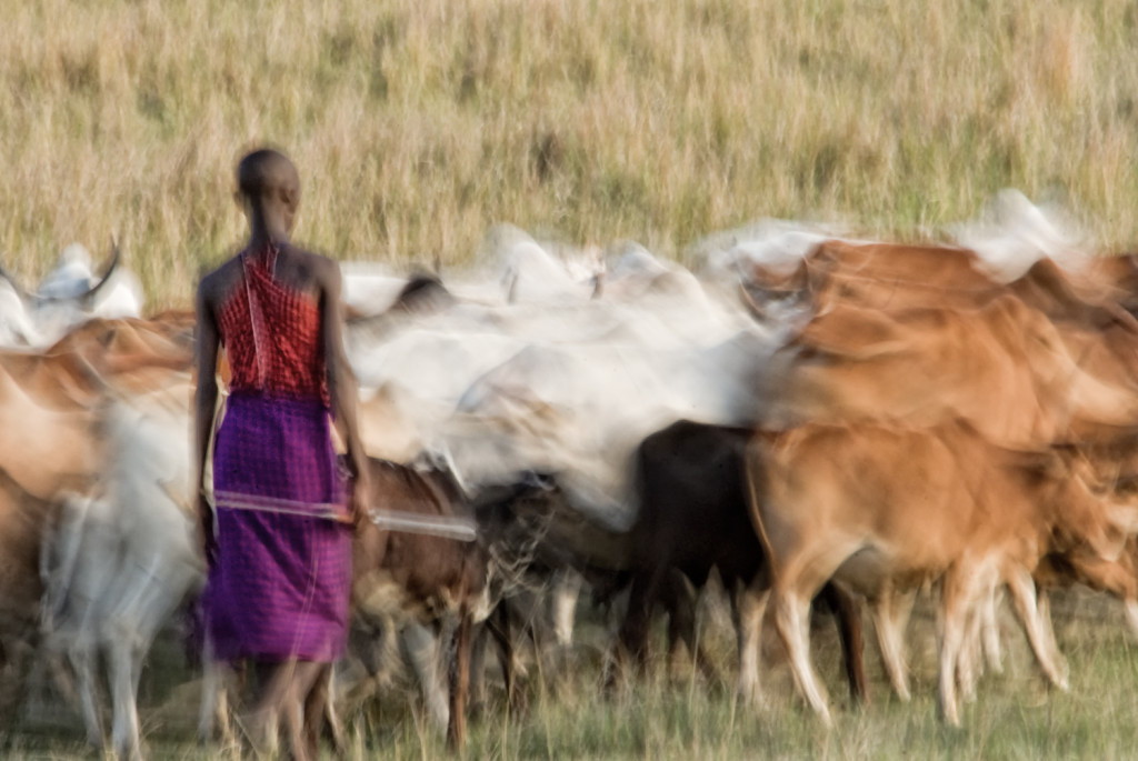 Maasai Mara warrior with cow herd