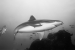 Silvertip shark, Cocos Island