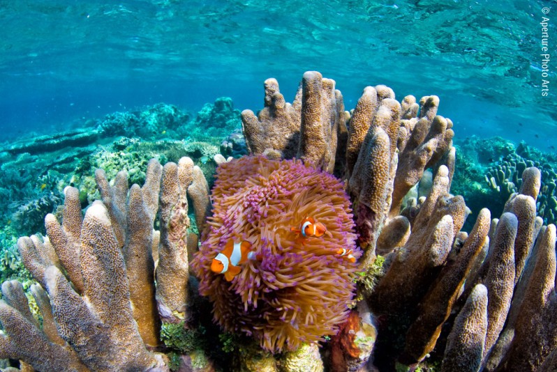 Reef Scenics And Large Animals 20