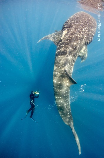 Huge whale shark, little swimmer, botella posture, Isla Mujeres, mexico