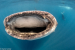 Whale sharkmouth