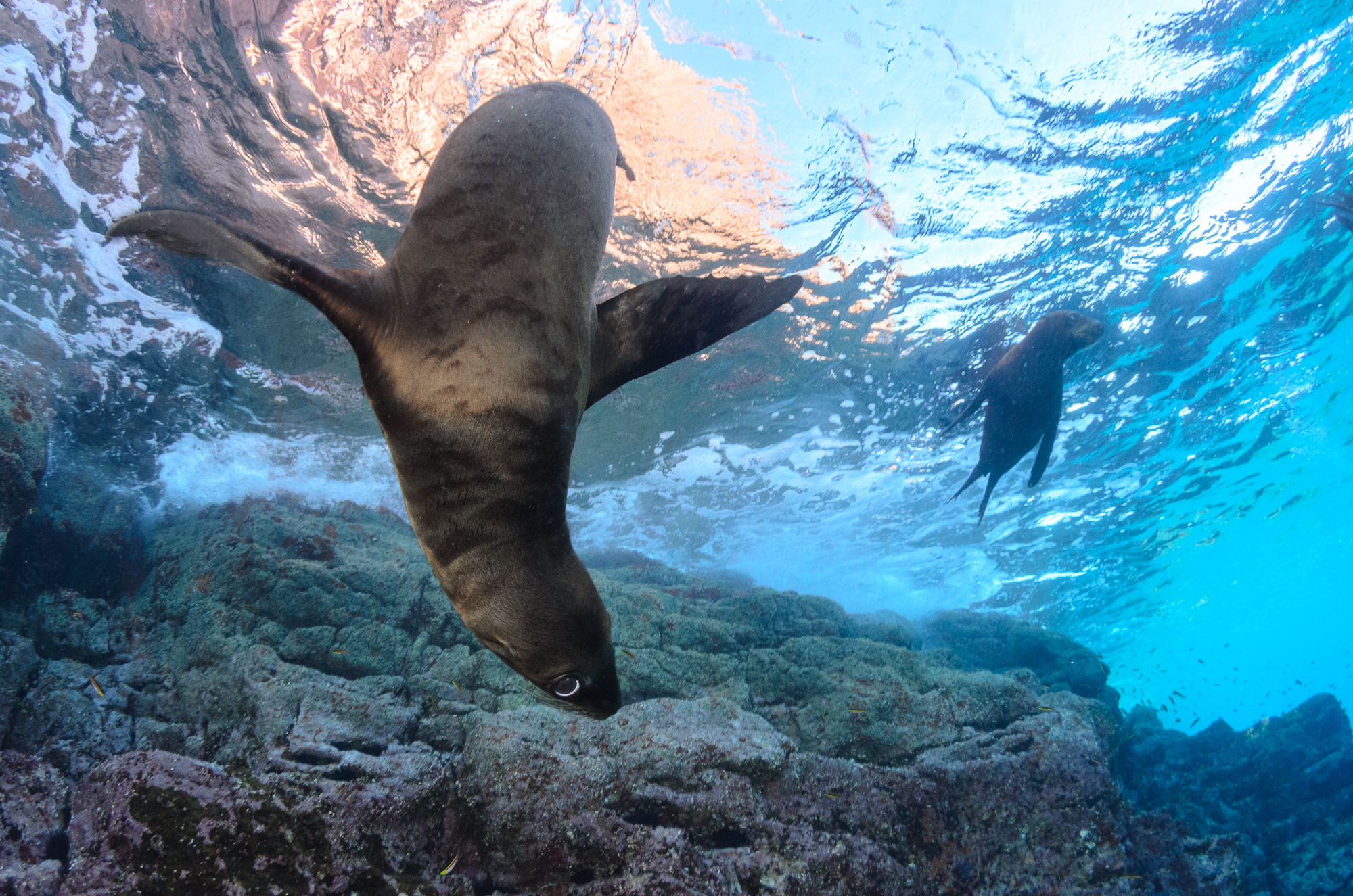 Young female sea lion playing near the surface