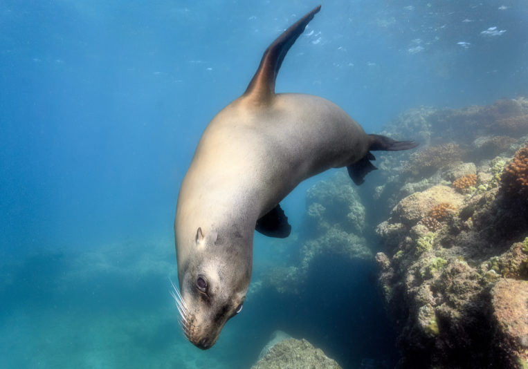 Curious young female sea lion swimming by diver