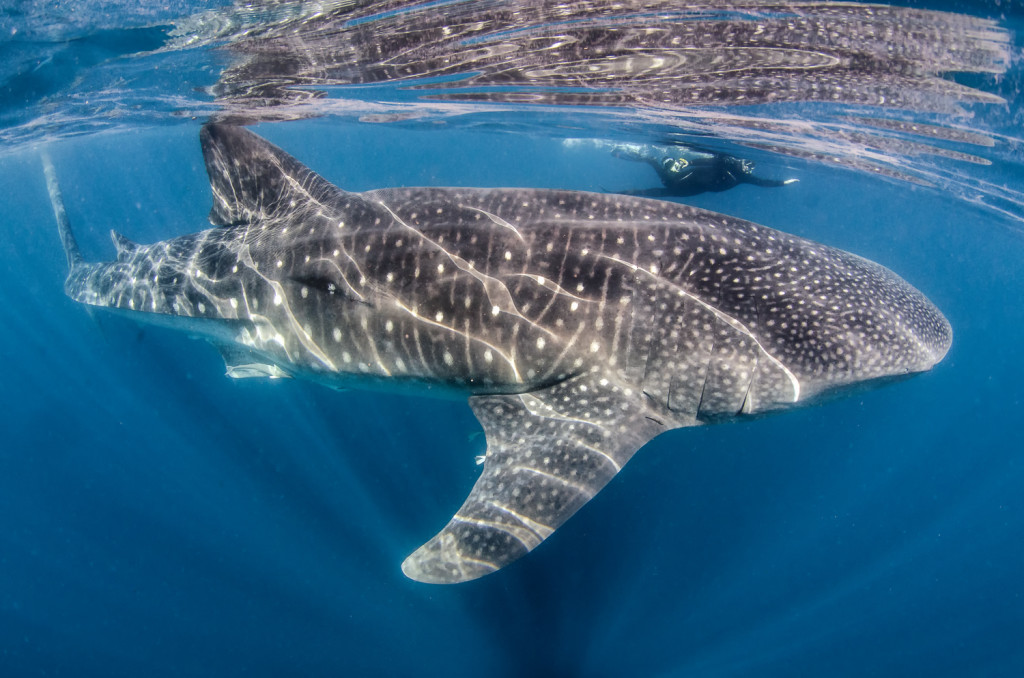 Whale shark, with snorkeler, Isla Mujeres