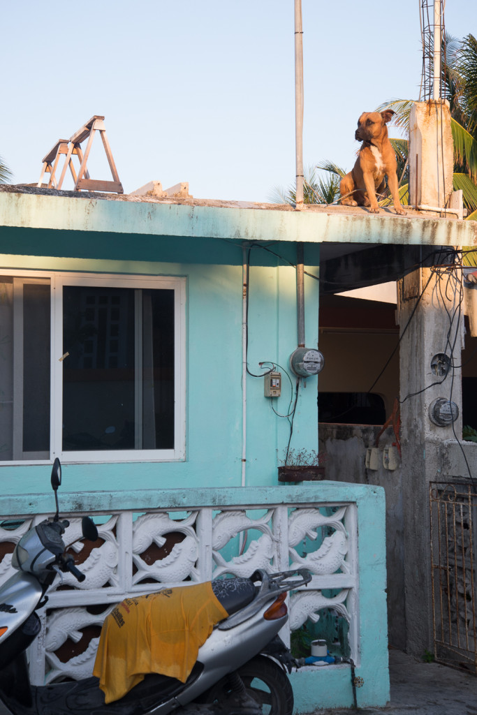 Dog on roof, Isla Mujeres