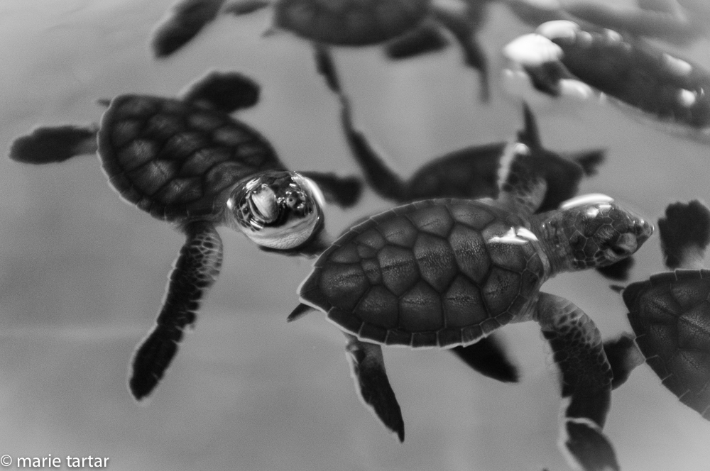 Baby turtles, Tortugranja (Turtle Farm), Isla Mujeres