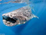 Whale shark, Isla Mujeres, Yucatan Peninsula